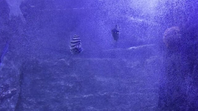 Striped fish swimming through bubbles in blue aquarium water with rocky background