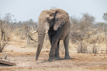 Fototapeta premium Mud covered Elephant stealing water from a broken water pipe near the Boteti River, Botswana, Africa