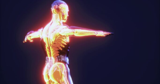 This illustration showcases the intricate muscles of the human body, highlighting their structure and connectivity. The glowing effect emphasizes the muscular systems importance in human anatomy.