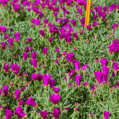 Fototapeta premium Vibrant pink ice plant flowers blooming among green succulent leaves in garden. Colorful groundcover plant in sunlight, natural floral background and spring garden concept.