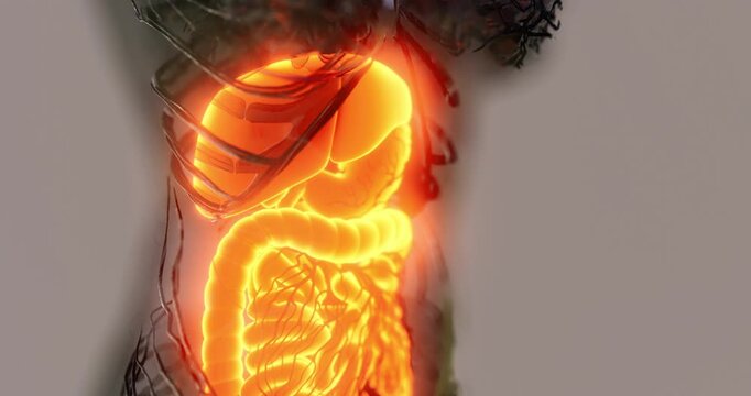 An illustration shows the human digestive system with highlighted organs such as the stomach, intestines, and liver. Vibrant colors enhance the anatomical features for educational purposes.