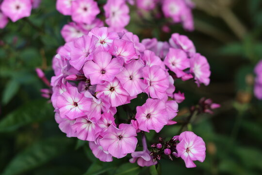 Pink and white phlox flowers in a garden