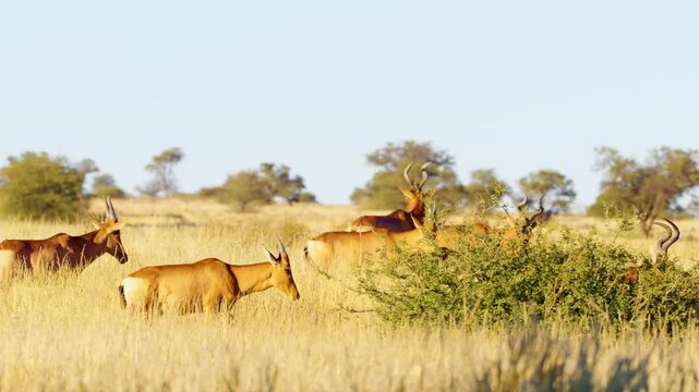 Close up of Red hartebeest  or Cape hartebeest (Alcelaphus buselaphus caama) grazing in the grasslands of Savanah.