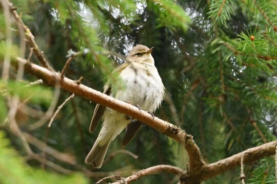 Willow Warbler (Phylloscopus trochilus) perched on branch in natural forest habitat