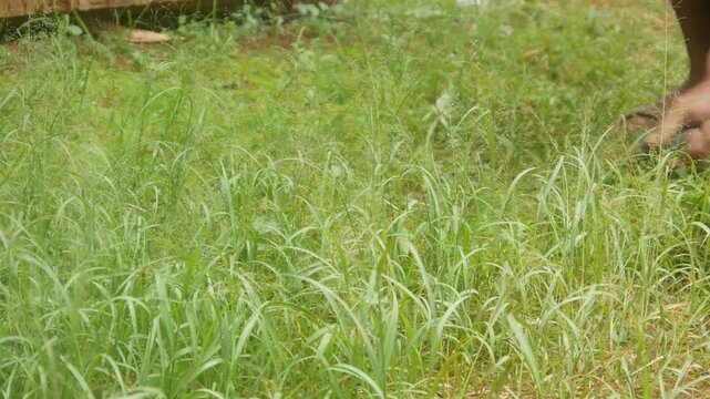 An old man's hand is cutting weeds in the garden using a traditional sickle manually.