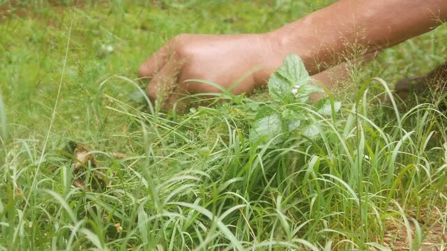 An old man's hand is cutting weeds in the garden using a traditional sickle manually.