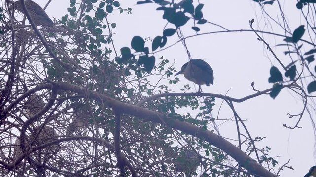 A colony of night heron (Nycticorax nycticorax) on the shore of the South China Sea. Monsoon season, January, Year-round breeding of birds in the tropics. Young mostly