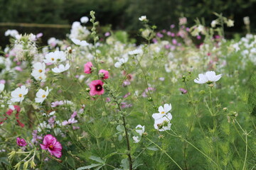 Fototapeta premium Flower bed full of white and pink cosmos and hollyhocks in a cottage garden