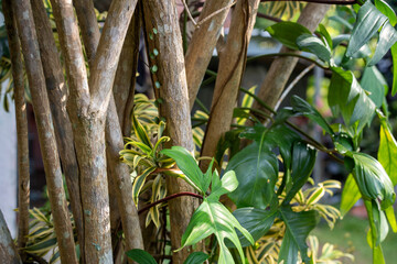 Tree Trunks Surrounded by Lush Green and Variegated Leaves © AnrizStock