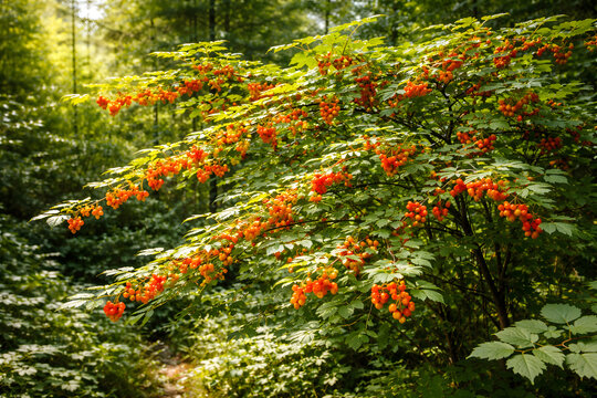 Wild Salmonberry Bush with Ripe Orange Berries in Forest &ndash; Natural Berry Plant in Woodland