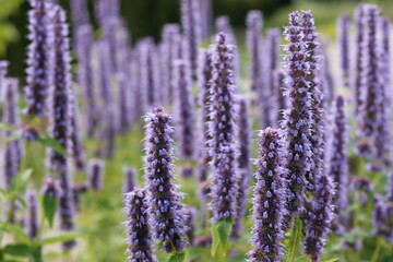 Fototapeta premium Masses of agastache flowers in a garden