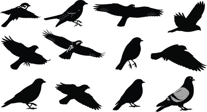 black silhouette of various birds on white background