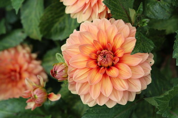 Orange dahlias in a garden © Francesca Leslie