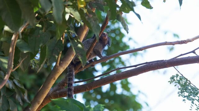 Common Marmoset (Callithrix jacchus) Sitting on Tree Branch &ndash; Cute Exotic Primate in Natural Habitat