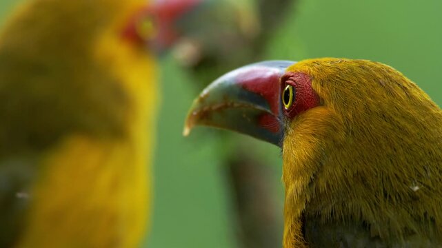 Saffron Toucanet (Pteroglossus bailloni) close up