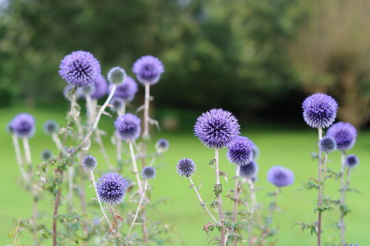 Blue globe thistles or echinops in a garden
