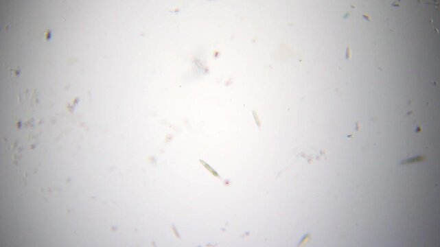 Rotifers moving in water droplet in panoramic view under 40x bright field microscopy. 4K scientific microscopy footage.