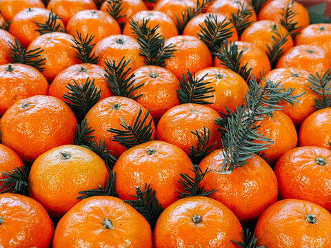 Fresh oranges arranged with pine branches at a market during the harvest season