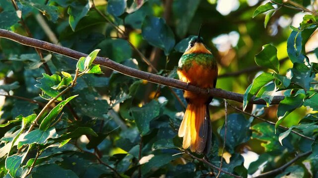 Rufous-tailed jacamar (Galbula ruficauda) perched on branch and then flying away with green bokeh background