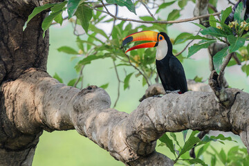 Toco toucan (Ramphastos toco) © Daniel Jara