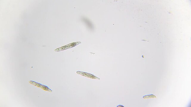 Rotifers moving in water droplet under 100x bright field microscopy. 4K scientific microscopy footage.