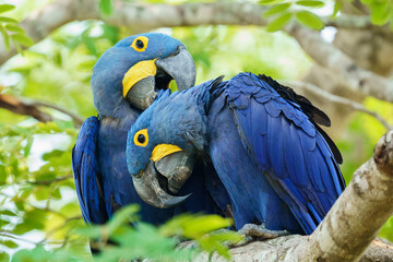 Hyacinth macaw (Anodorhynchus hyacinthinus) © Daniel Jara