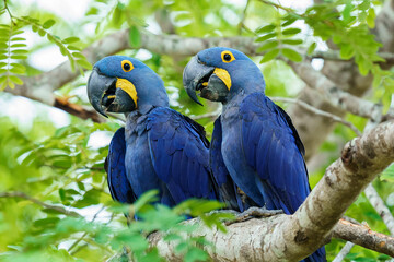 Hyacinth macaw (Anodorhynchus hyacinthinus) © Daniel Jara