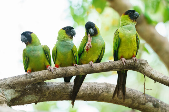Nanday parakeet (Aratinga nenday)