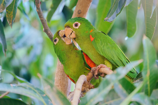 White-eyed parakeet (Psittacara leucophthalmus)