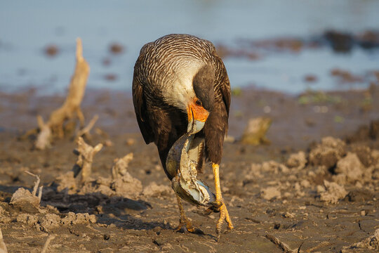 Southern crested caracara (Caracara plancus)
