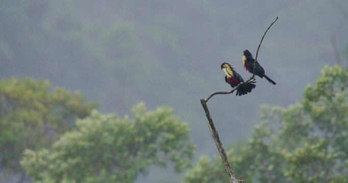 Two Red-breasted Toucans (Ramphastos dicolorus) Preening on Branch in Rain &ndash; Tropical Rainforest Wildlife Scene