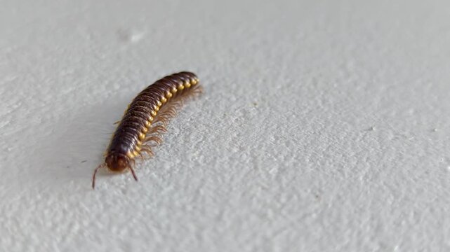 Yellow-spotted Millipede Crawling on White Textured Surface 4K Video in Landscape Mode