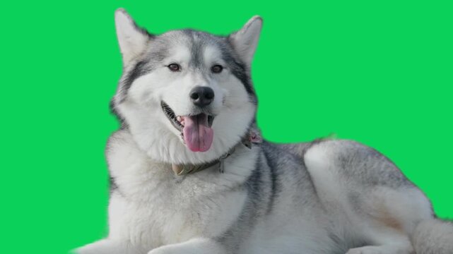 Alaskan malamute dog lies on green screen footage, looking to camera, wagging tail.