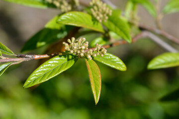 Obraz premium Willow-leaved cotoneaster branch with flower buds - Latin name - Cotoneaster salicifolius