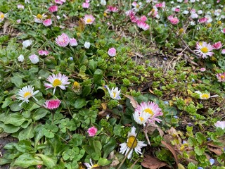 Early spring flowers Bellis perennis (common daisy) blooming on green grass. First flowers of the season and nature awakening concept. © Anna Zhos