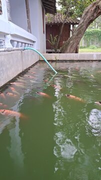 Red Tilapia Oreochromis niloticus aquaculture fish pond video high angle view freshwater farming food production sustainability