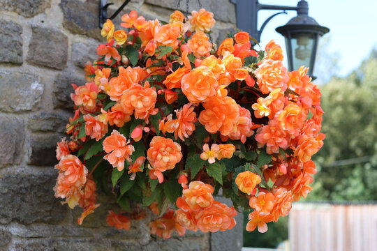 Orange trailing begonias in a hanging basket
