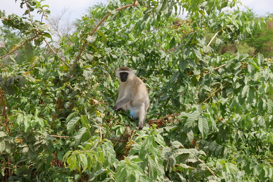 Affe als Gr&uuml;ne Meerkatze bezeichnet im Baum im Tsavo Nationalpark in Kenia