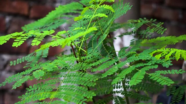Gulmohar or a River Tamarind plant leaves swaying in the wind