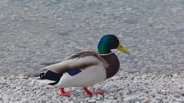 Close-up of a mallard walking along the stony shore of a lake in slow motion