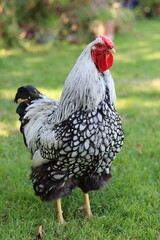 Close up of a silver laced Wyandotte cockerel © Francesca Leslie
