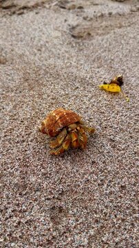 Hermit crab in shell on wet sandy beach. Close up of a crustacean moving on fine sand surface with a yellow leaf in the background in Costa Rica.