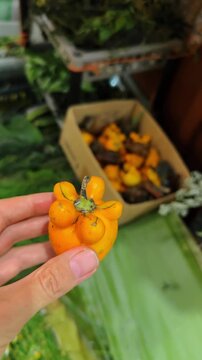 Person holding a yellow nipplefruit solanum mammosum in hand. Close-up of hand holding a strange yellow fruit with protrusions at a local market in Costa Rica.
