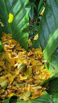 Uncurling green fern fiddlehead emerging from fallen yellow leaves. Macro shot of young fern frond spiral surrounded by bright yellow decaying foliage on the ground, Costa Rica.