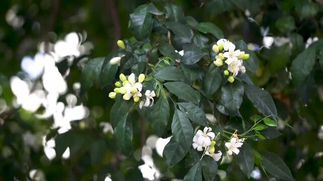 Kamini Kanchan or Murraya paniculata commonly known as Orange Jasmine dancing in the breeze 3