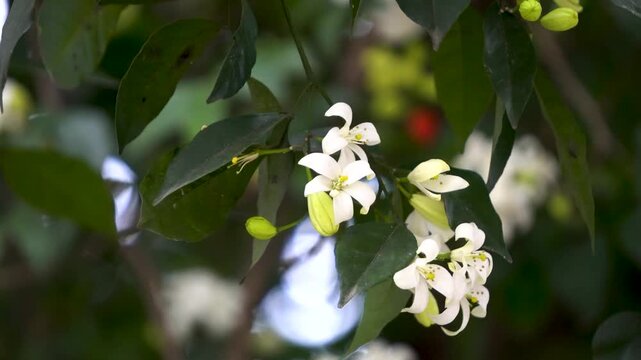 Kamini Kanchan or Murraya paniculata commonly known as Orange Jasmine dancing in the breeze 2