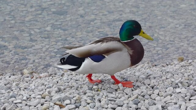 Close-up of a mallard walking along the stony shore of a lake in slow motion