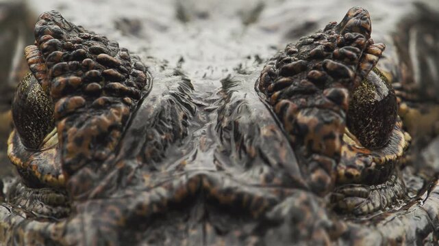Caiman Eyes Extreme Close-Up in Water &ndash; Stealth Predator Submerging in Natural Habitat