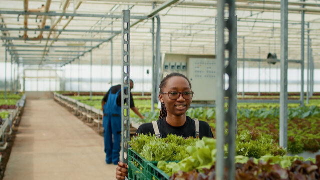 African american greenhouse worker with glasses pushing rack of crates with lettuce harvest while looking impressed vegetable rows. Woman in organic farm preparing delivery in microgreens plantation.