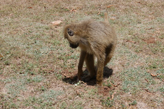 Pavian auf Rasen am Tsavo East Nationalpark bei Voi in Kenia